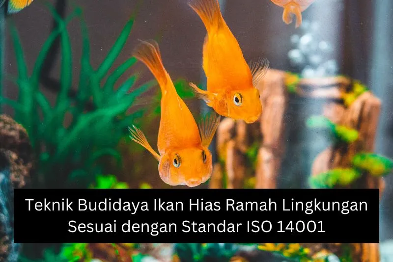 Teknik Budidaya Ikan Hias Ramah Lingkungan Sesuai dengan Standar ISO 14001